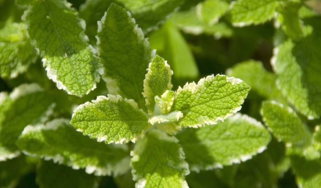 Explore Unique Mint Varieties to Cultivate for Flavorful Herbs