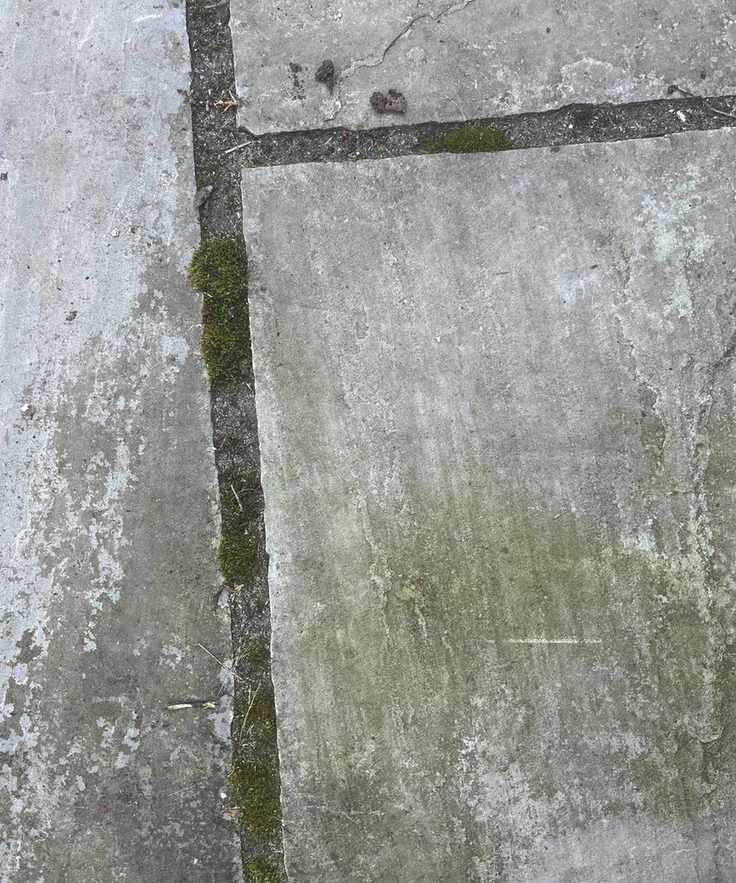 A gray tiled patio, a close up of the lines between algae covered tiles with moss growing