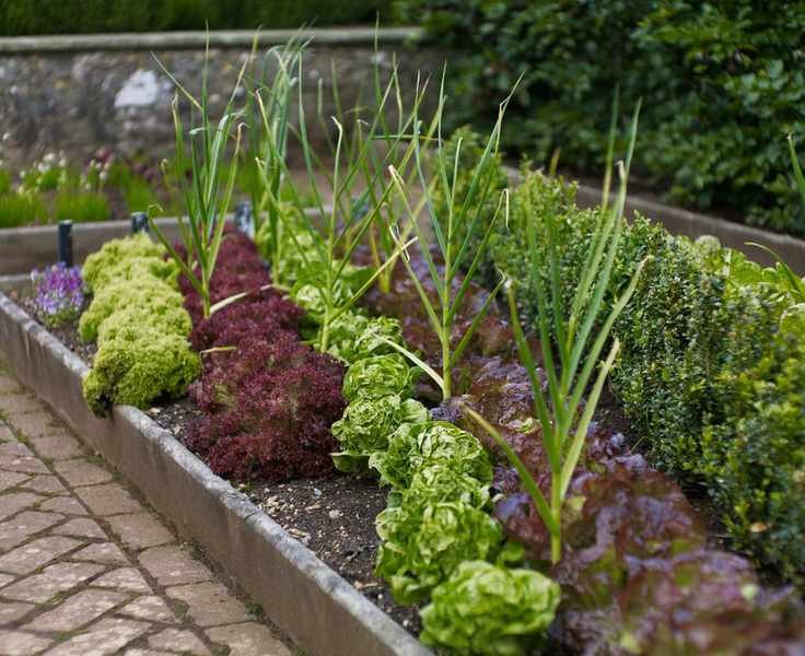 Raised bed in kitchen garden