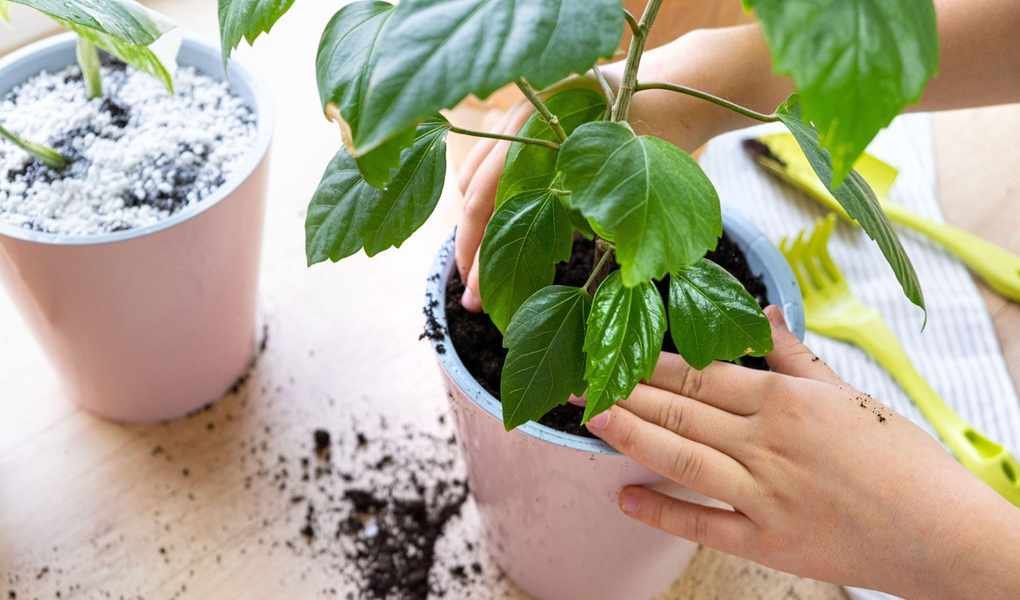 Four Natural Steps to Eliminate Bugs from Houseplant Soil