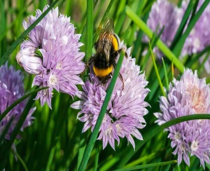 Bees See Colors – Discover the Flowers That Attract Them Best