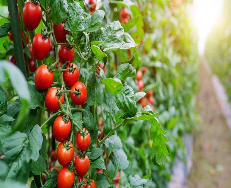 8 Tomato Growing Errors That Could Sabotage Your Harvest