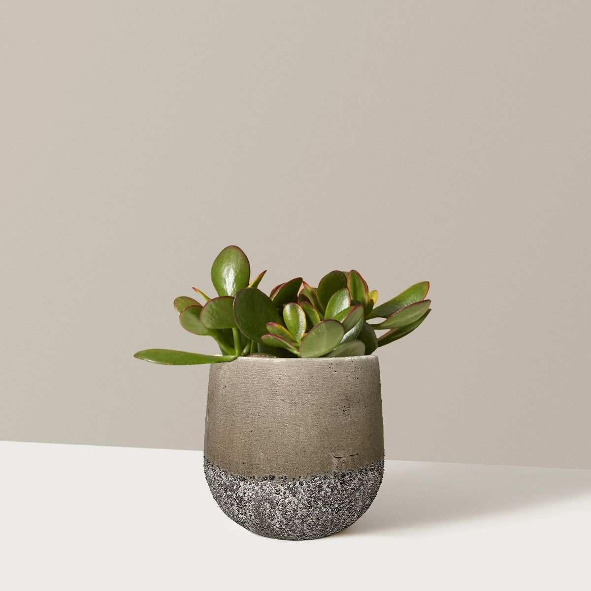 Sunset Jade - Small (2"-4" Tall) / Raven (5" Wide) / Stone