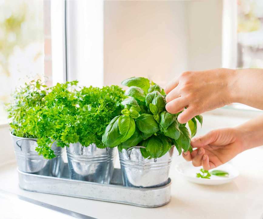 picking herbs
