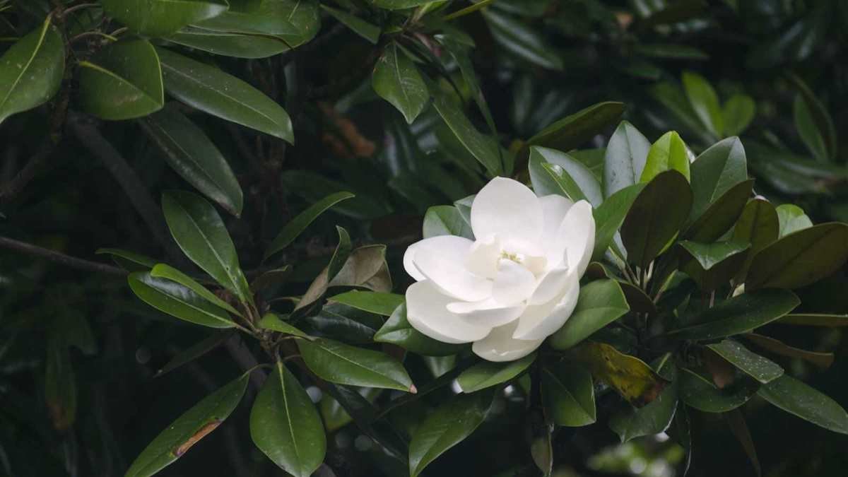 Plant a Sweetbay Magnolia This Spring for Low-Maintenance Beauty