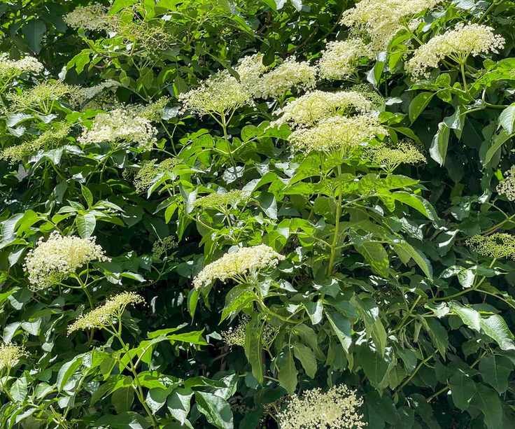 White flowers on a Sambucus Canadensis elderberry bush