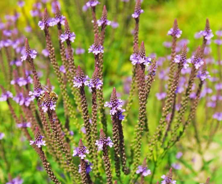 Blue vervain, verbena, in bloom in a field