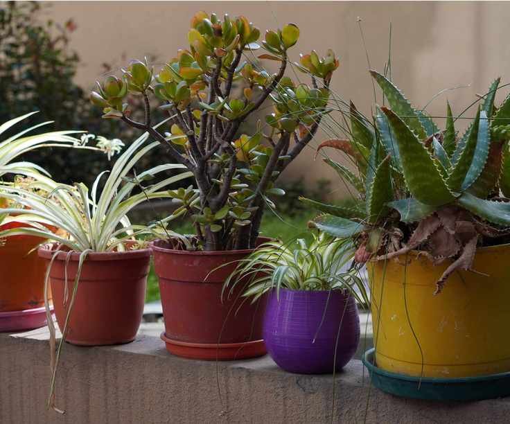 Move houseplants outdoors