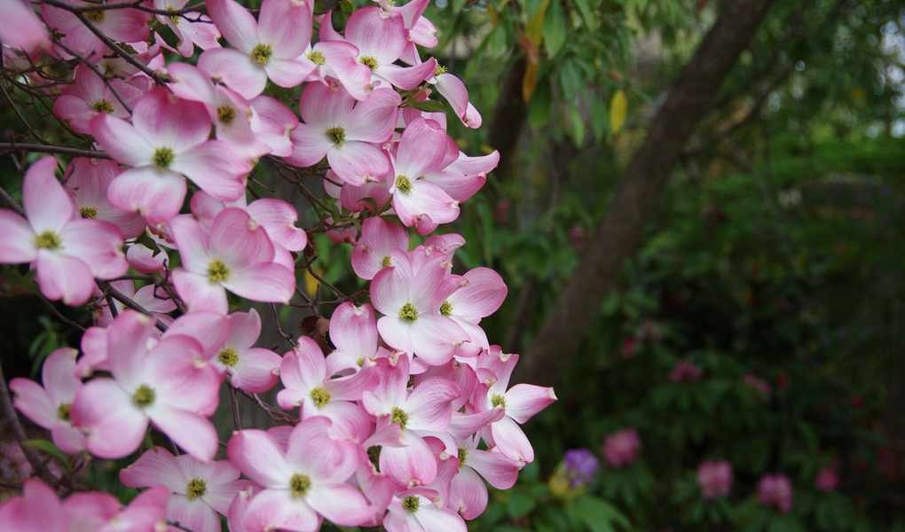 Stunning Native Dogwood Trees for Seasonal Color and Charm