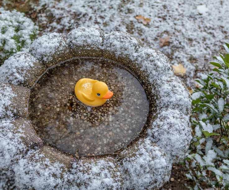 A rubber duck swims in a bird bath during cold weather to stop the water freezing