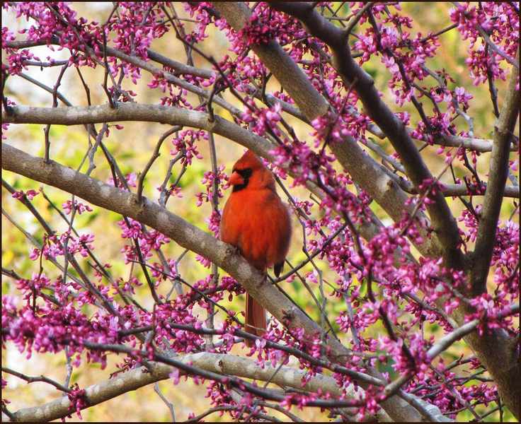 Male cardinal on a flowering Redbud Tree