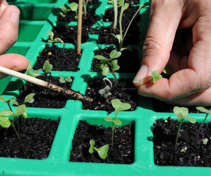 kohlrabi seedlings being thinned before potting on