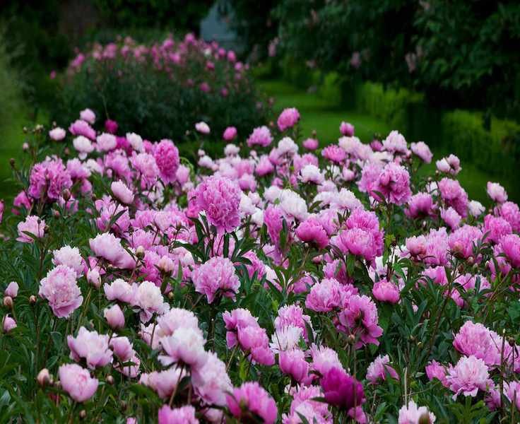 Essential Tips for Growing Beautiful Peonies in Your Garden