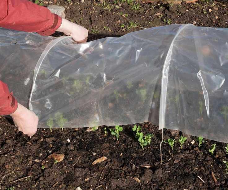 polytunnel on a vegetable garden