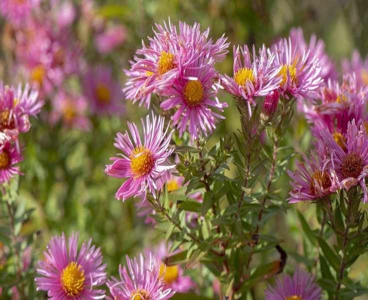 Top Aster Varieties: 10 Stunning Choices for Your Garden