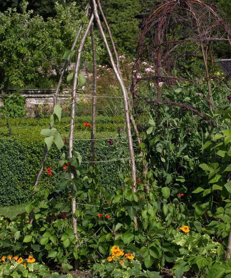 companion planting as a sustainable garden idea