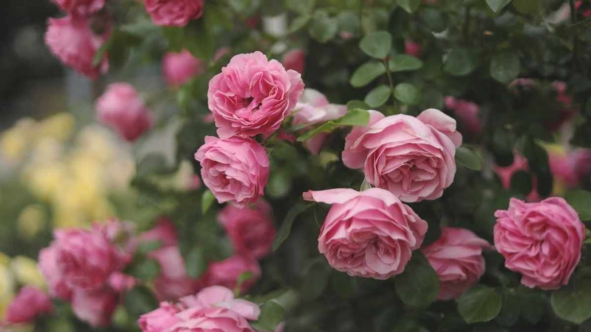 Essential Tips for Growing Roses: Care Guide for Gorgeous Blooms