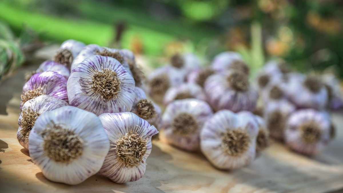 Growing Garlic: Essential Tips for Successful Cultivation
