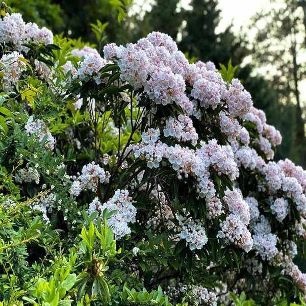 Top Shrubs for Privacy: 10 Varieties to Enhance Your Yard