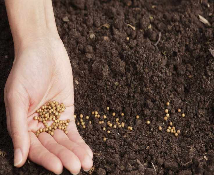 Growing cilantro from seed – coriander seeds