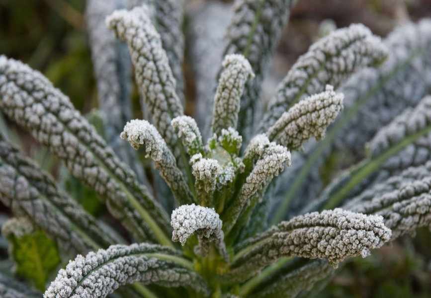 Protect Your Vegetables from Frost: 6 Effective Strategies