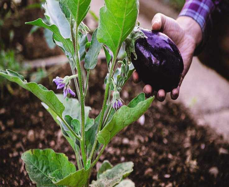 Choosing Companion Plants for Eggplants: 7 Great Picks and Avoidables