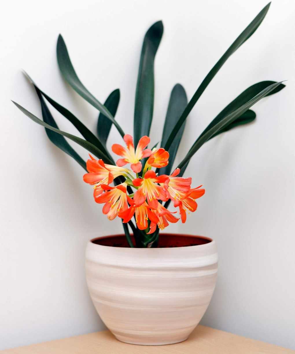 Clivia houseplant