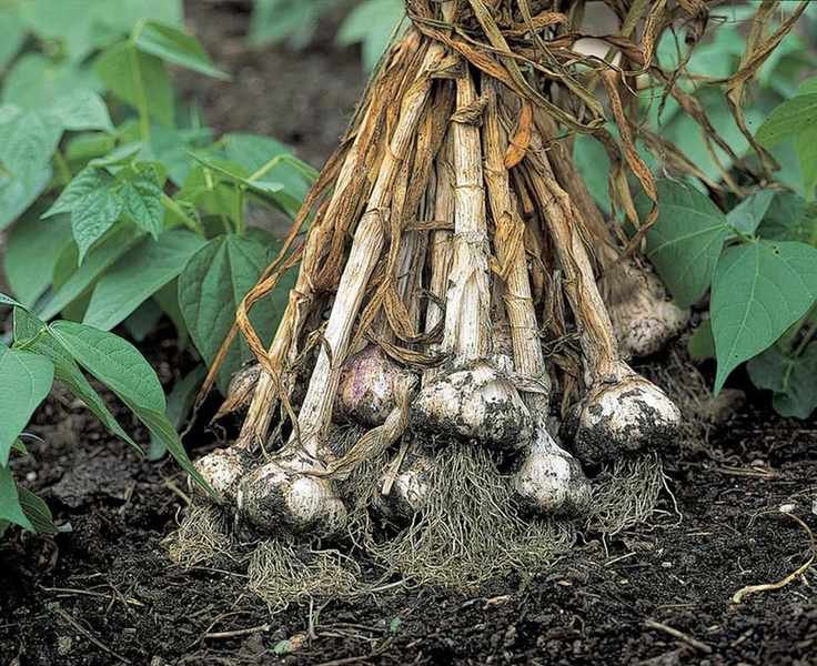 Harvested garlic bulbs