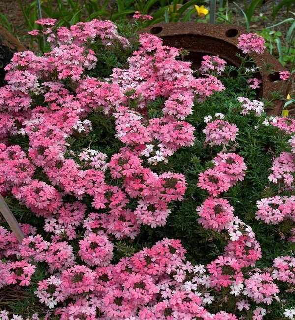 Verbena tenuisecta