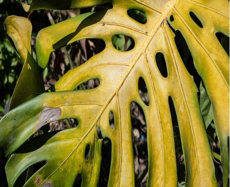Understanding Leaf Scorch: Causes and Prevention Tips for Your Plants
