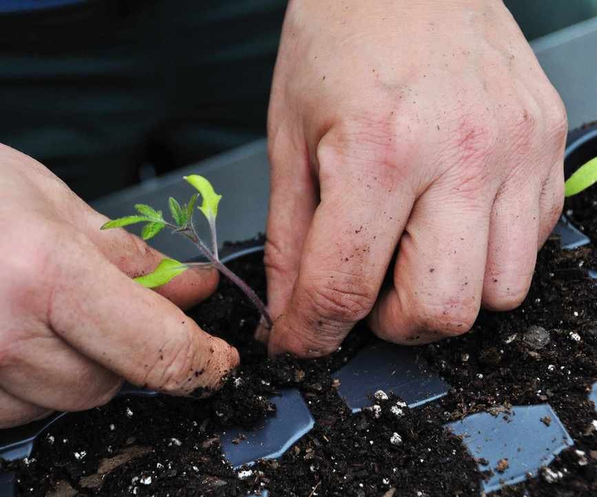 A tomato seedling being transplanted and potted up into a new module