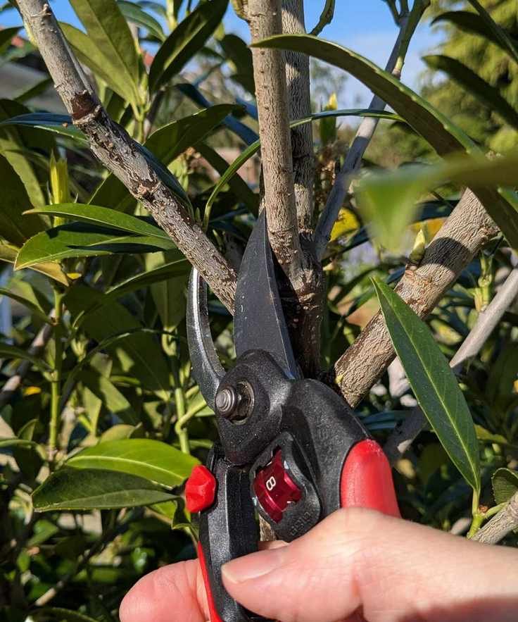 A pair Corona FlexDIAL ComfortGEL Bypass Pruners trimming a laurel stem
