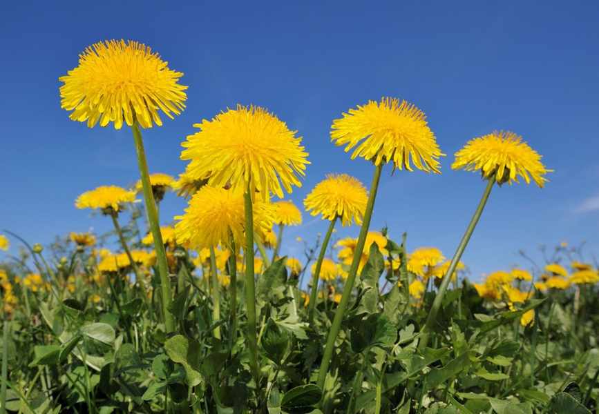 Dandelions: Weeds or Flowers? Discover Their True Nature