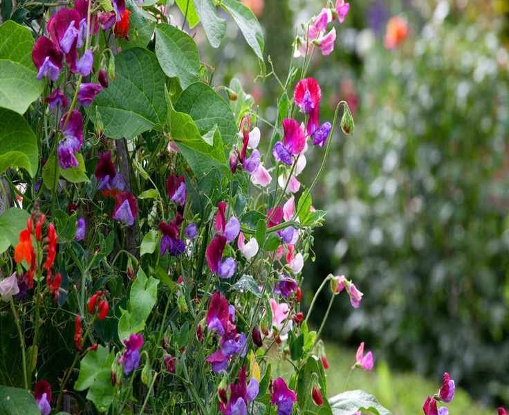 Growing Sweet Peas from Seed: Tips for Borders and Pots