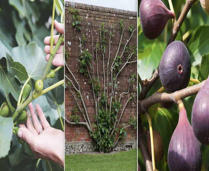 Growing a Fig Tree: Tips for a Fruitful Harvest