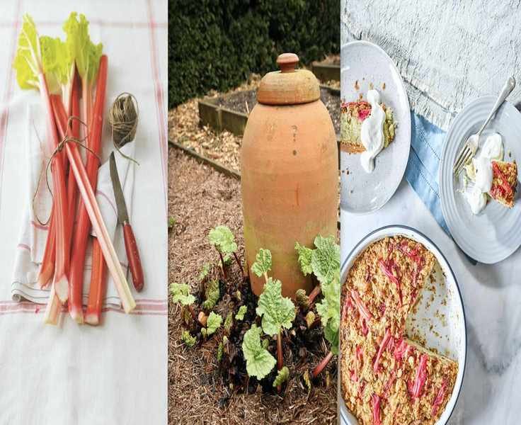 Growing Forced Rhubarb: Simple Steps for Early Harvesting