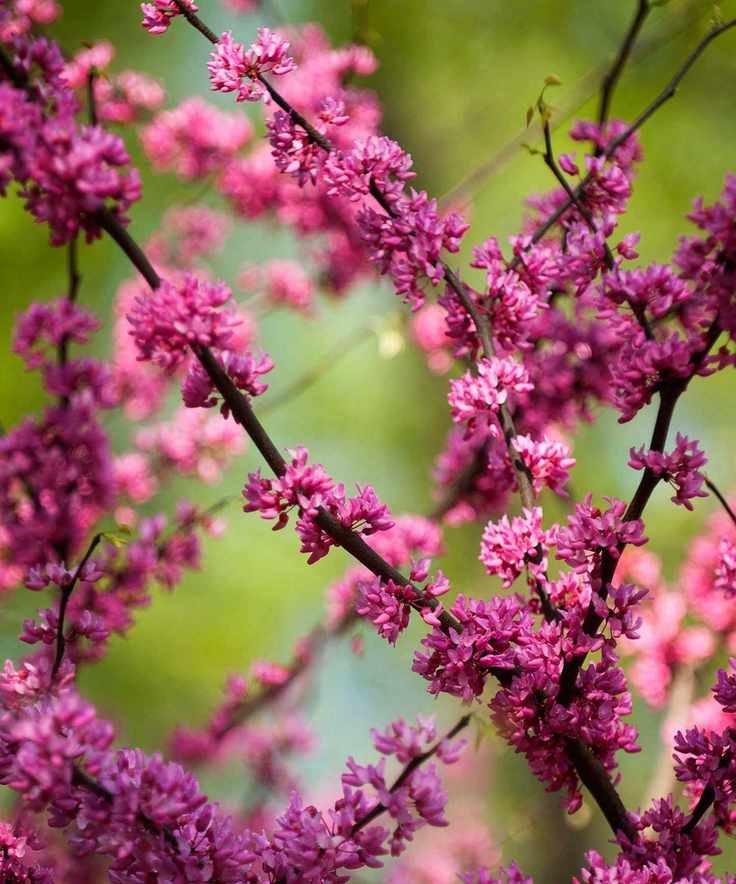 eastern redbud flowers