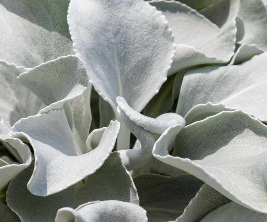 Senecio 'angel wings' with silver foliage