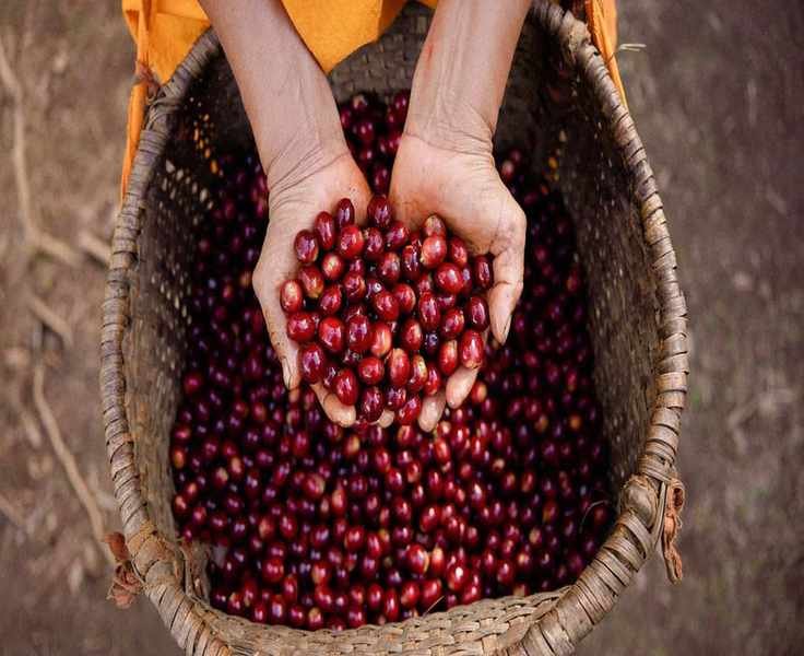 Choosing Ethical Coffee: A Guide to Sourcing Sustainably