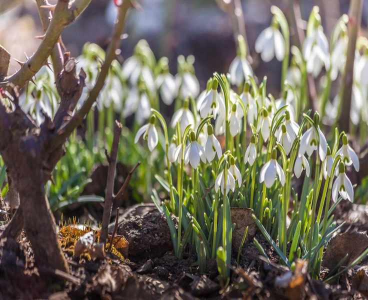 Planting Snowdrops 'In the Green': A Simple Guide for Your Garden