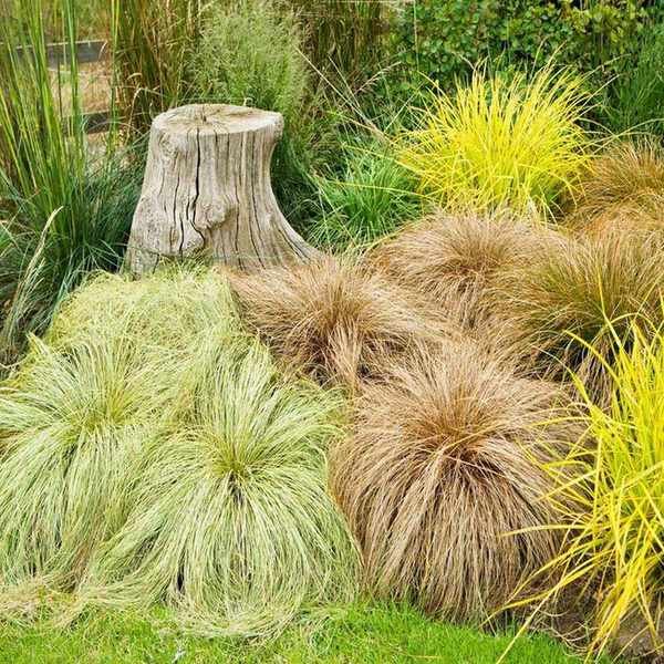 Carex Frosted Curls