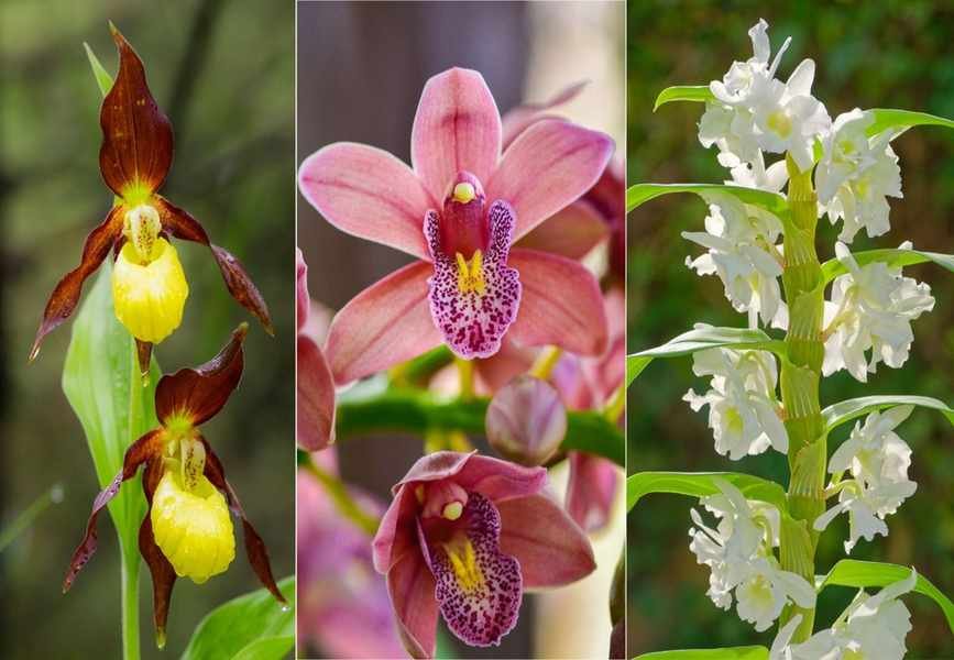 5 Easiest Orchids for Beginners: Grow These Stunning Varieties