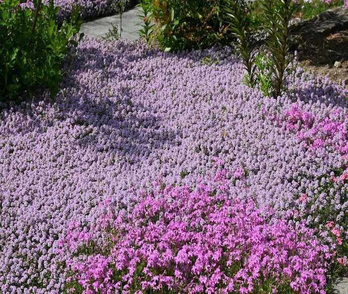 Colorful Ground Cover Plants for Quick Coverage: 12 Vibrant Choices