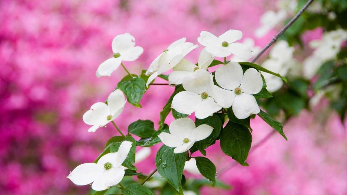 Fertilizing Dogwoods: Timing and Techniques for Thriving Plants