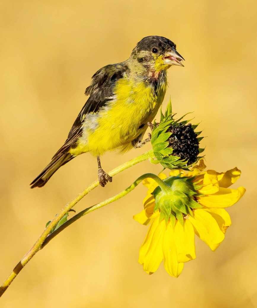Yellow bird perched on a small yellow flower