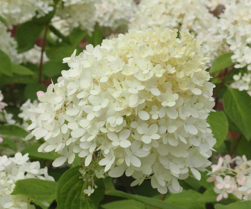 hydrangea grandiflora flowering in summer display