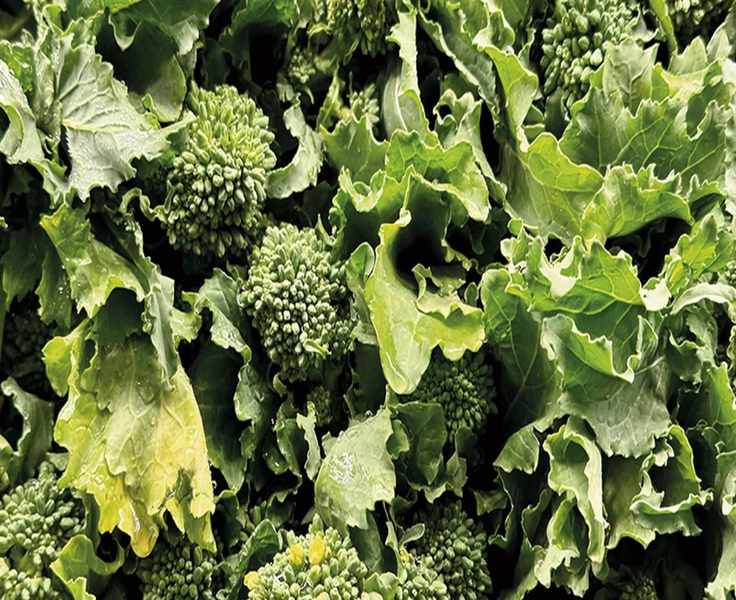 Growing Broccoli Rabe: A Guide to Quick and Flavorful Harvests