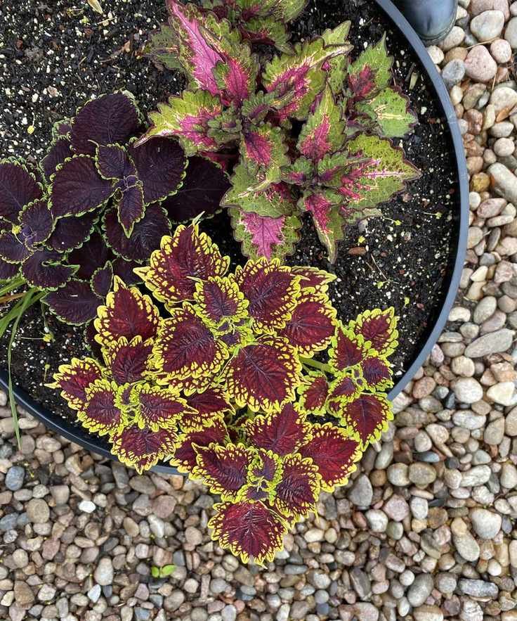 Above shot of planted pot outdoors with colorful pots, sat on gravel