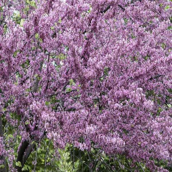 Redbud tree