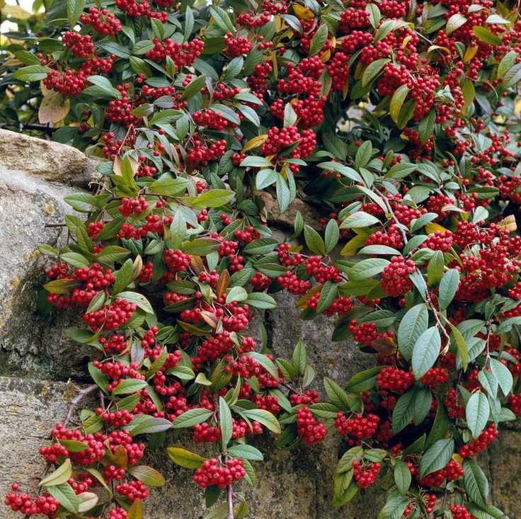 Cotoneaster frigidus 'Cornubia'